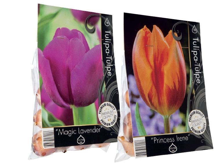 Allium and Hyacinth Bulbs