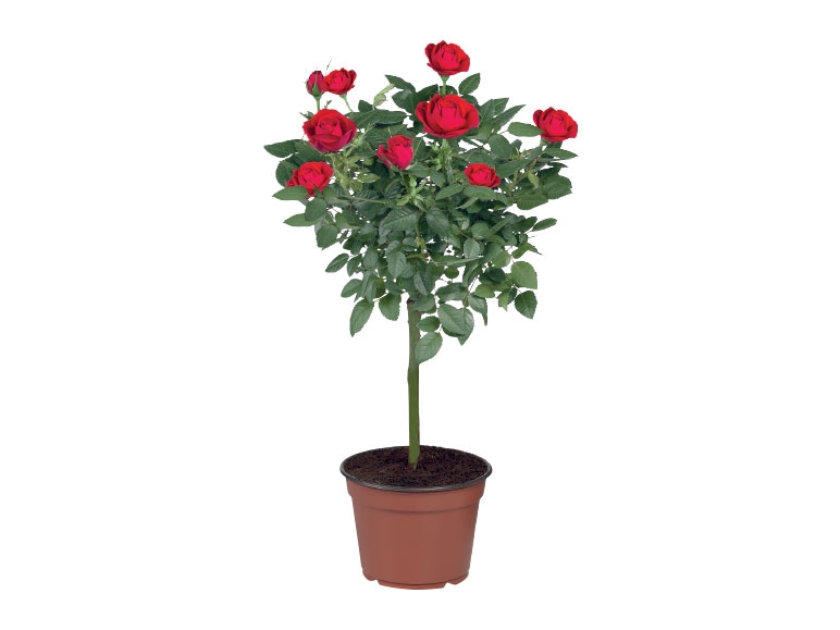 Standard Rose - Available from 5th March
