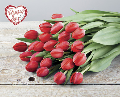 Valentine's Two Dozen Red Tulips