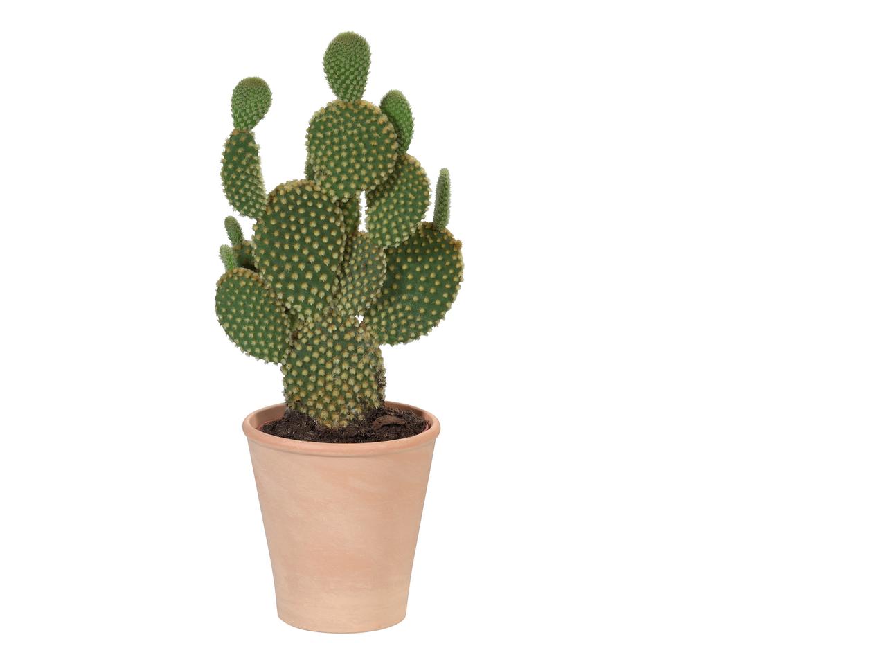Cactus in terracotta
