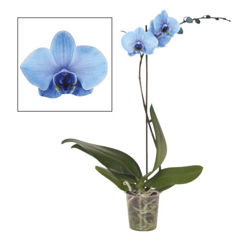 Phalaenopsis "Royal Bleu"