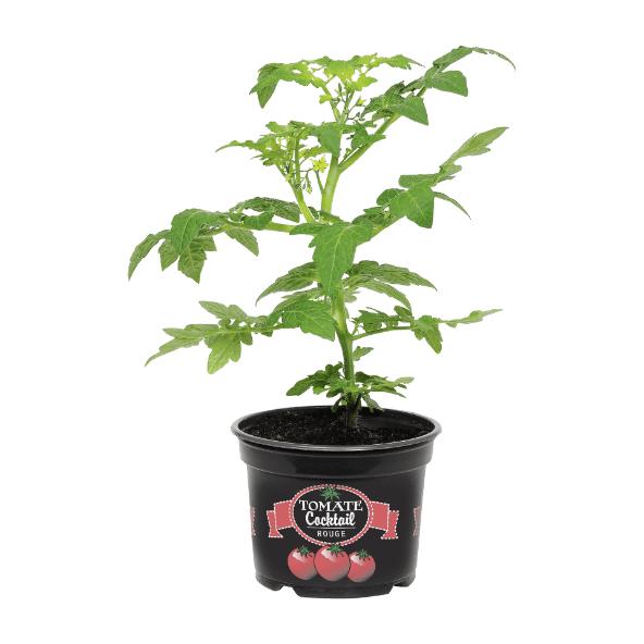 Plant de tomates cocktail
