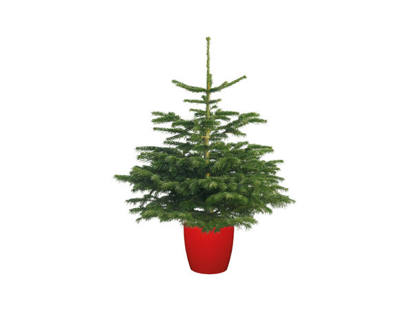Pot-Grown Non Drop Nordman Fir Christmas Tree
