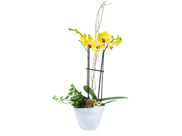Orchidée dans un pot en céramique ovale