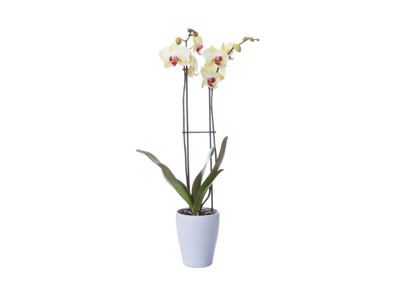 Twin Stem Orchid1