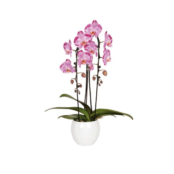 Orchidee 3-tak
