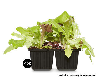 Vegetable Seedlings 4pk
