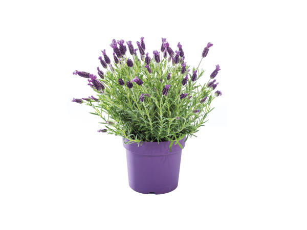 Large Lavender1