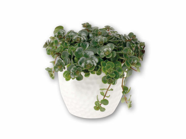 Grøn plante i hvid keramik