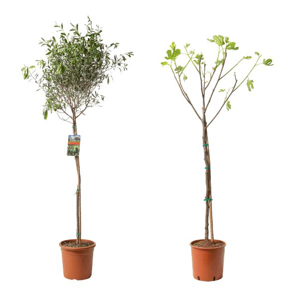 Oliven- oder Feigenbaum