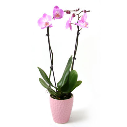 Orchidée de Saint-Valentin