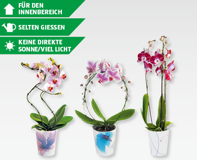 GARDENLINE(R) Orchideen in Keramik mit SWAROVSKI ELEMENTS