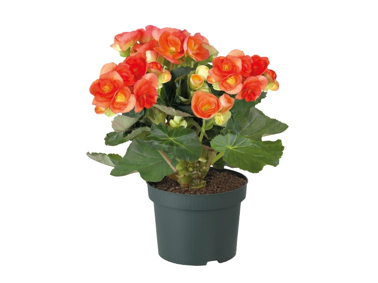 Flowering Plants - available from 6th November