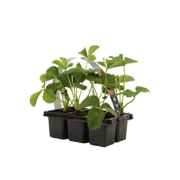 Aardbeienplant in hangpot 
of aardbeien in 6-pack