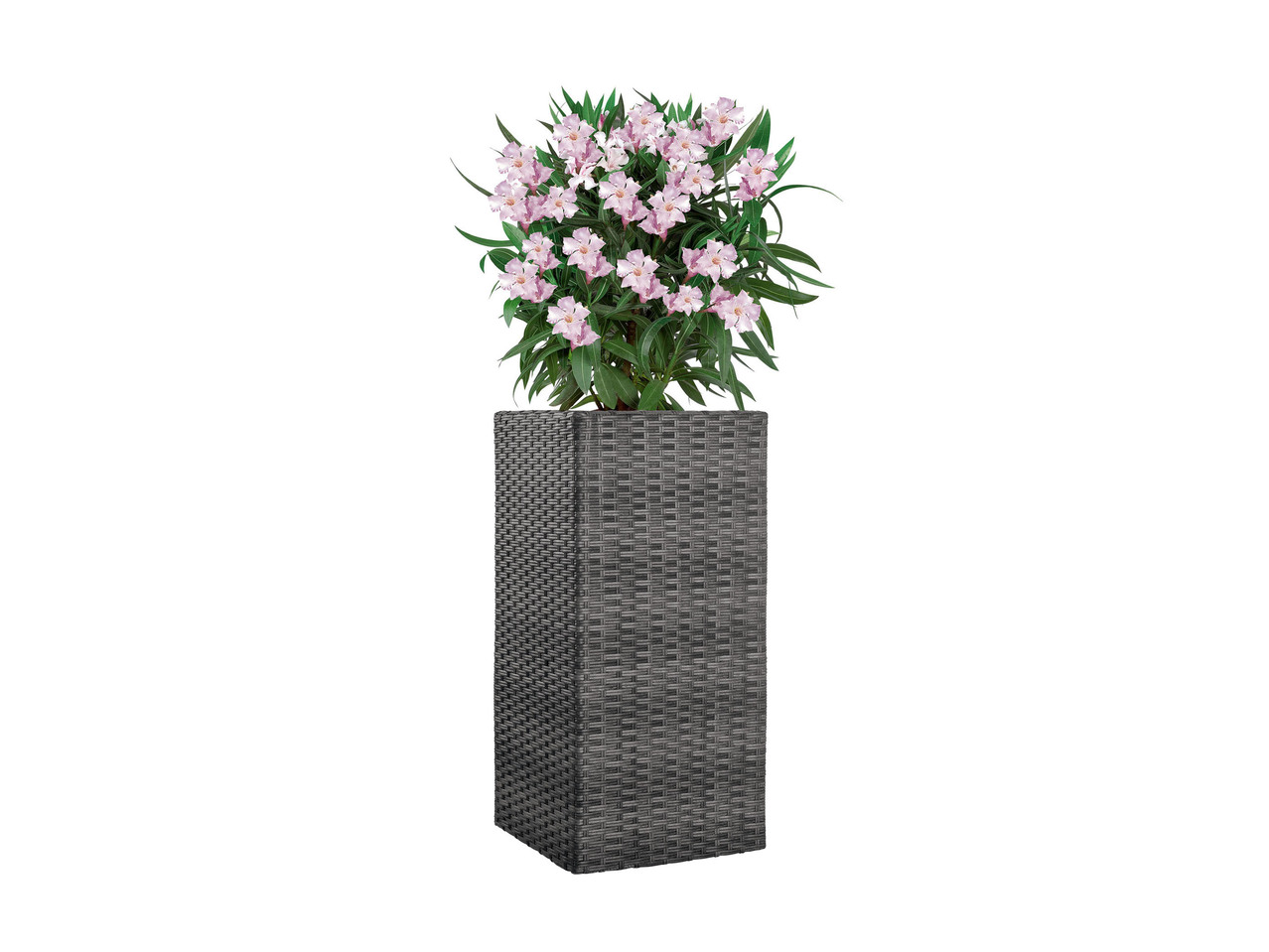 Vaso decorativo per piante