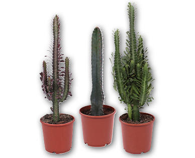 Kaktus XXL Euphorbia