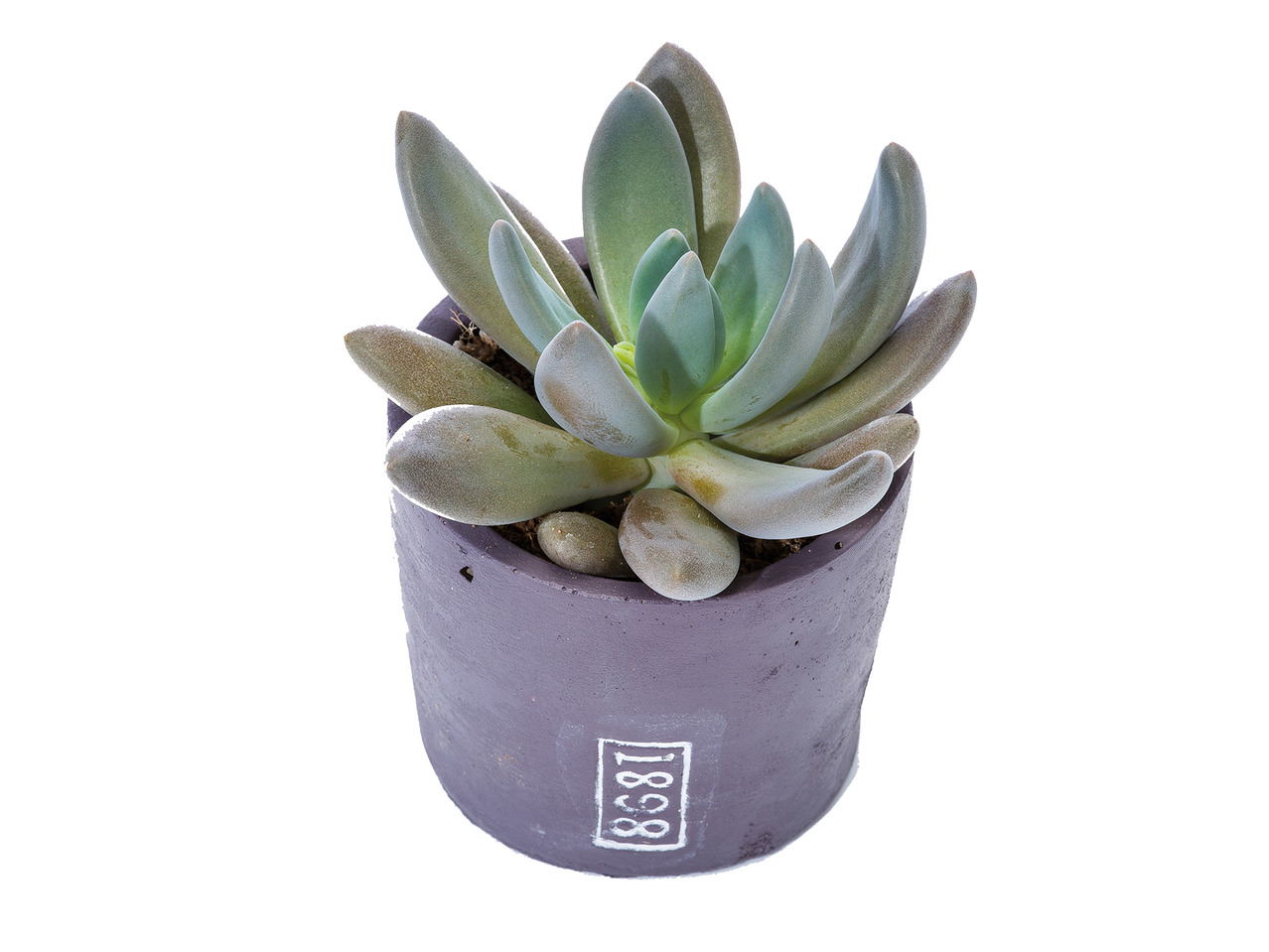 Succulent in Ceramic Pot1