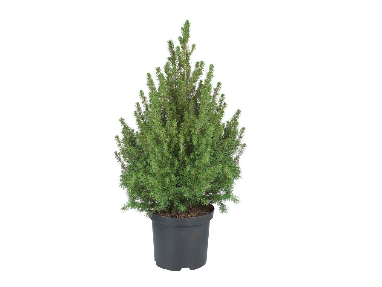 Mini-Weihnachtsbaum Picea Glauca