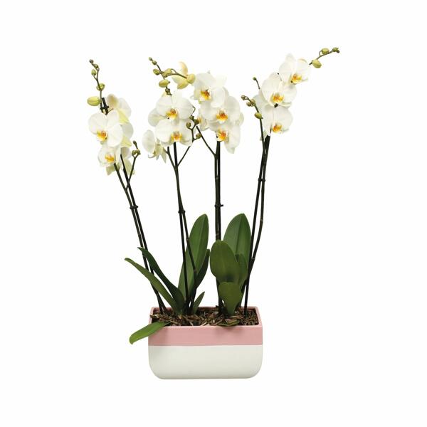 GARDENLINE(R) Orchideen-Arrangement*