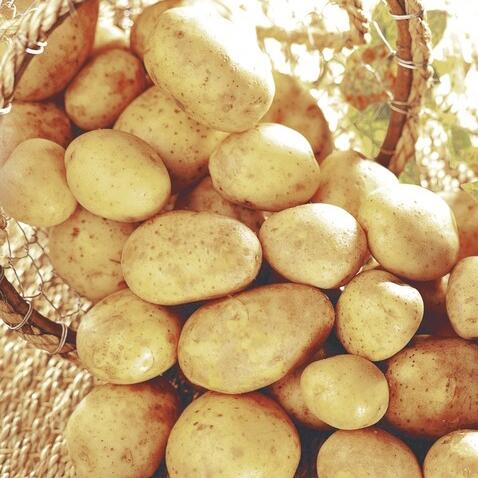 Pommes de terre de consommation "Cicero ou Marabel"