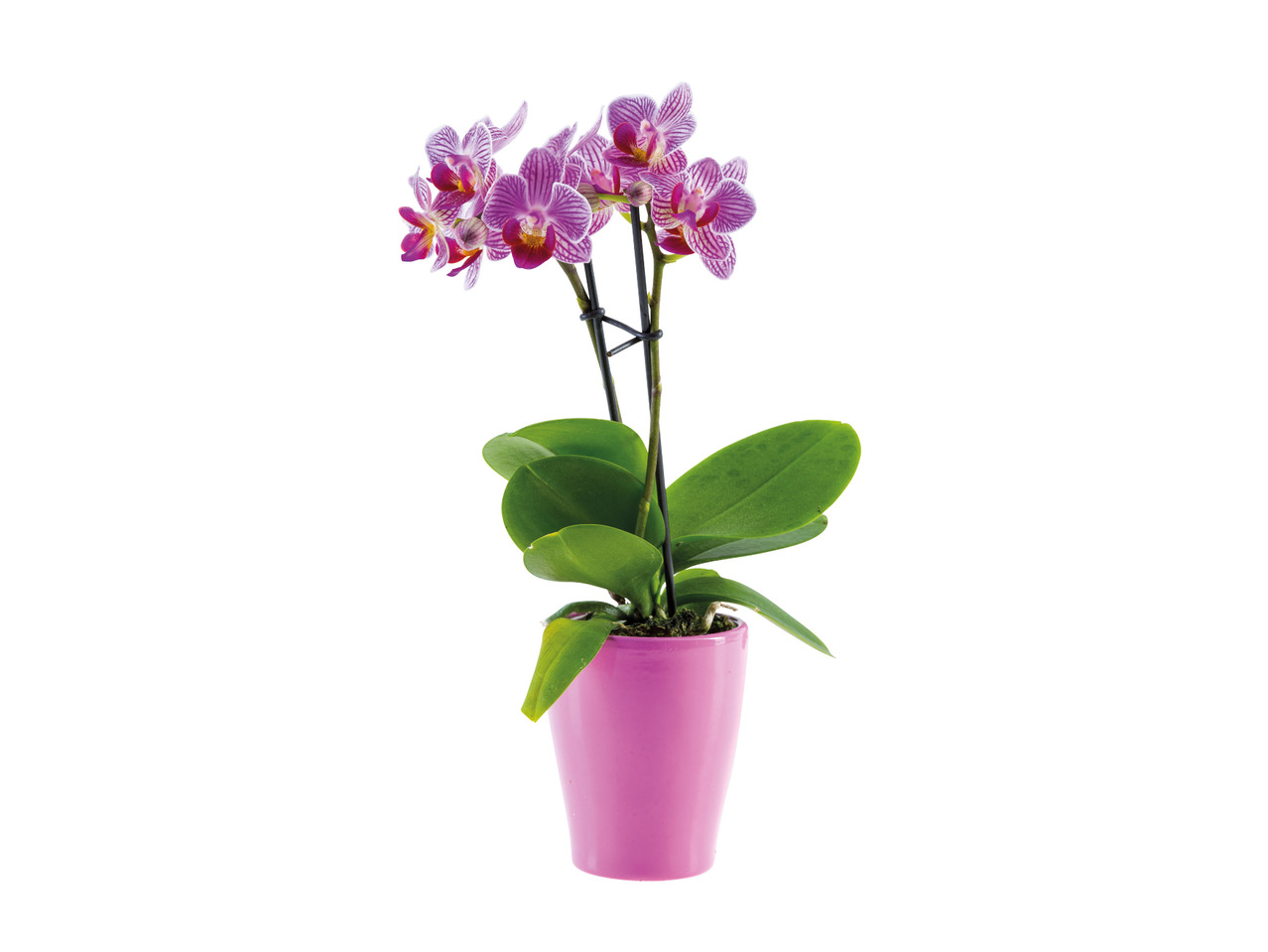 Orchid in Ceramic Pot1