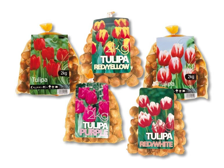 Bulbes de tulipes (dès 5.9.)