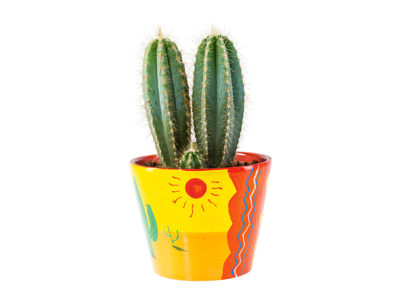 Cactus în ghiveci ceramic
