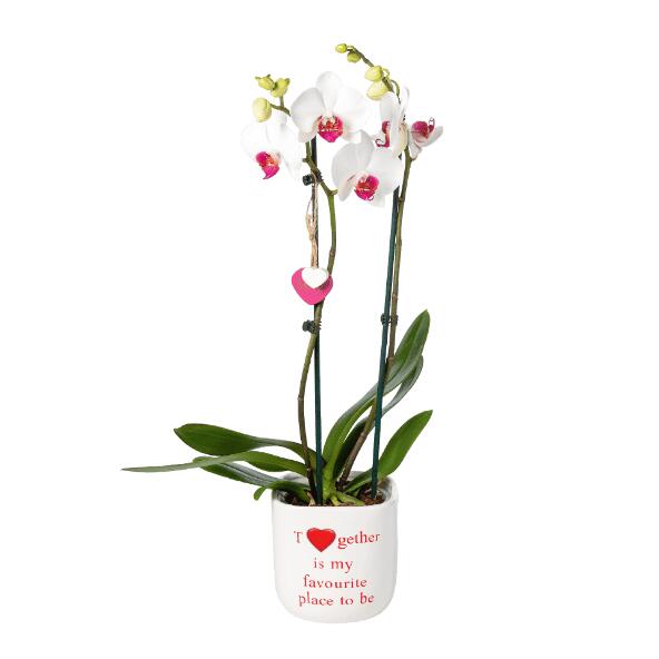 Valentijnsorchidee