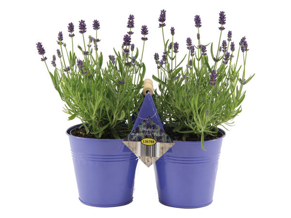 Lavender in Duo Pot1