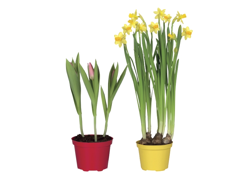 Bulbs in Colourful Pot - Available from 15th January