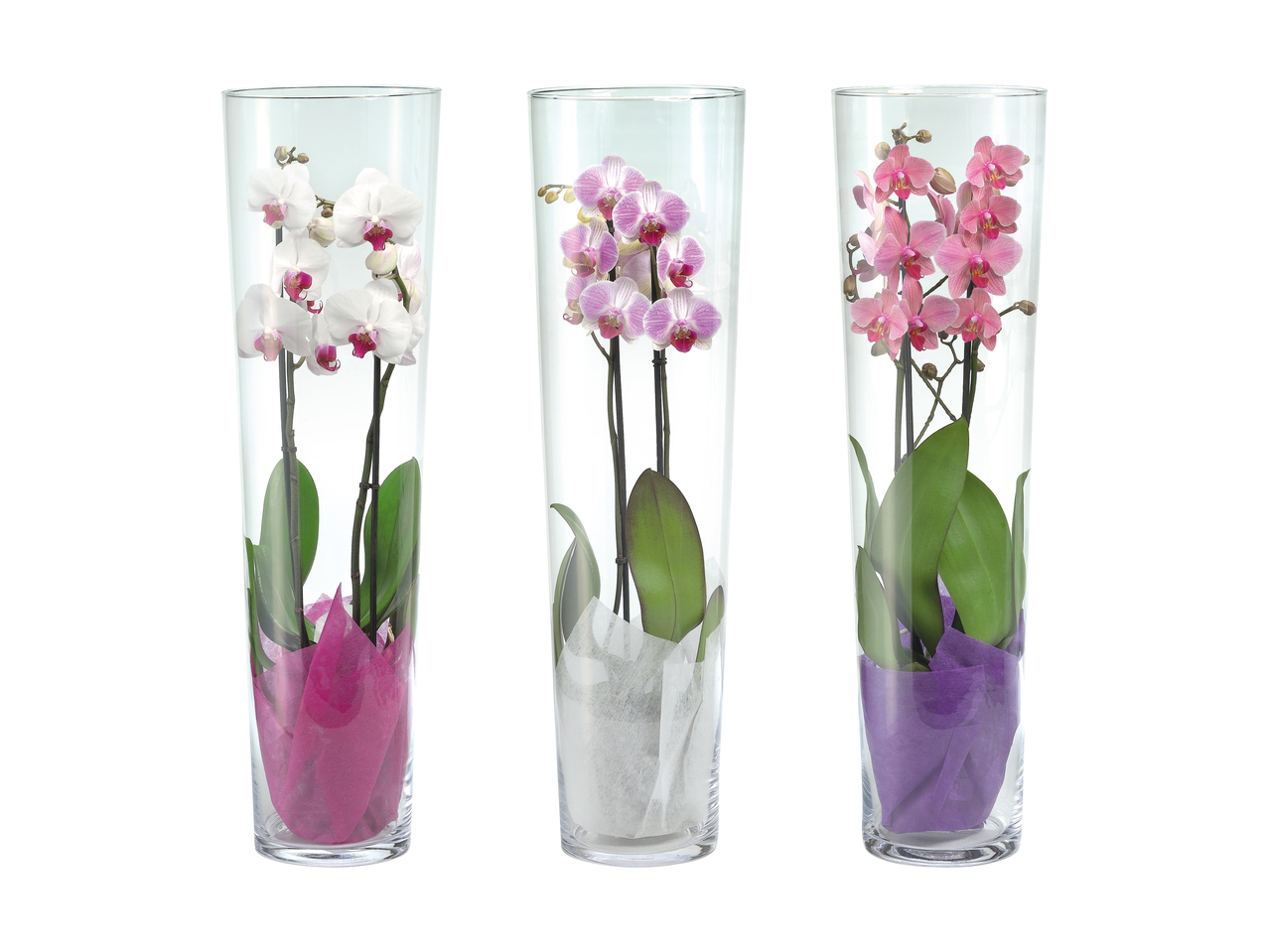 Phalaenopsis a 2 steli in vaso di vetro