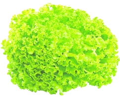 Salade "Batavia"
