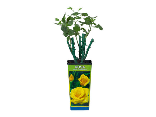 Roseira para Plantar em Vaso
