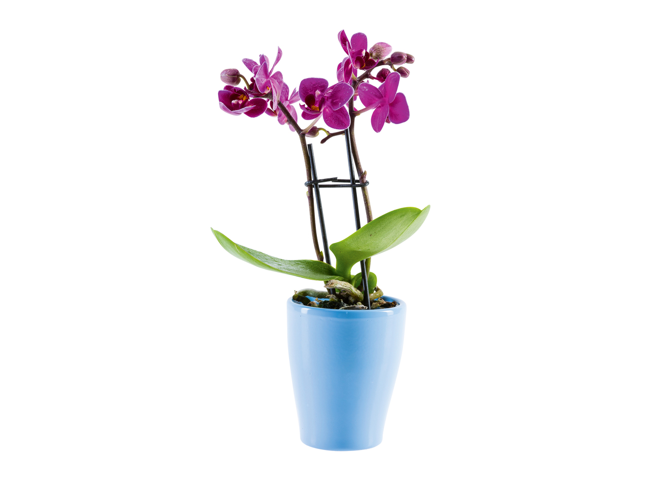 Mini orhidee în ghiveci ceramic