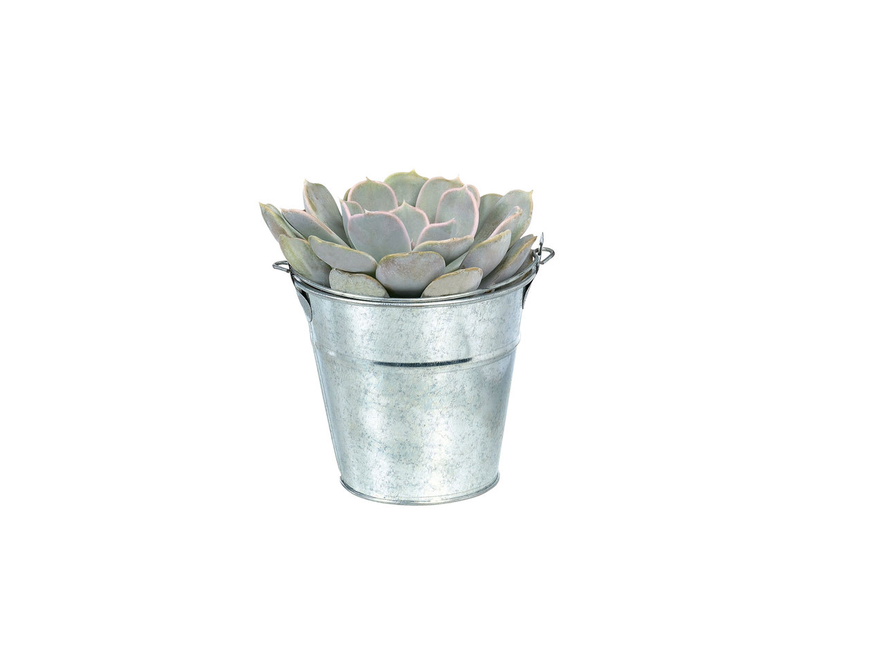 Cactus ou plante grasse dans un pot en zinc