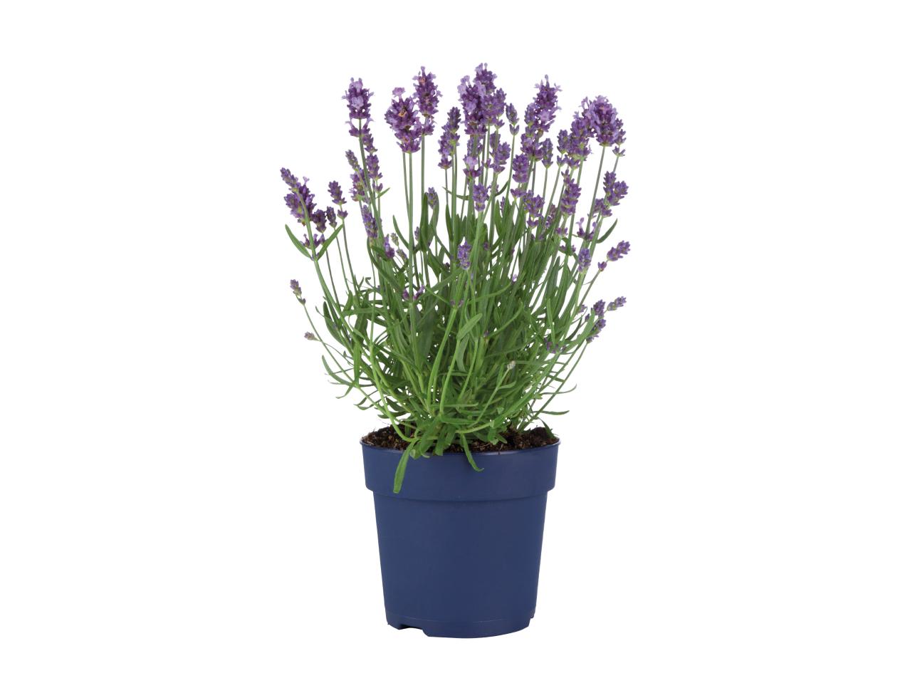 English Lavender1