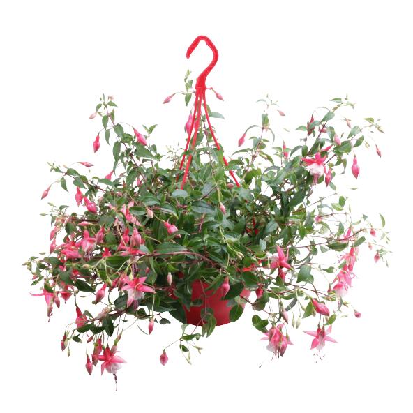 Tuinplant in hangpot