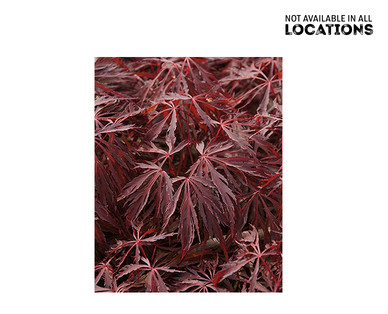 Japanese Maple Tree Bloodgood or Red Select