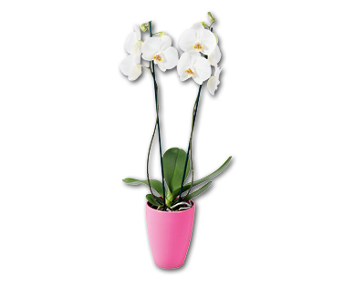 Orchidée "Pink Ribbon"