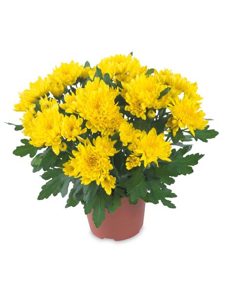 Chrysanthemum 13cm