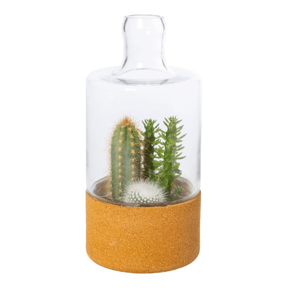 Cactus ou plantes grasses