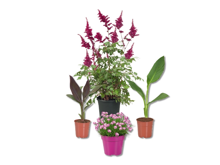 Astilbe, Dianthus, Canna
