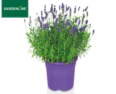 GARDENLINE(R) Lavendel