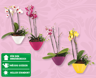 Hochwertiges Arrangement mit Phalaenopsis