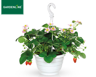 GARDENLINE(R) Erdbeer-Ampelpflanze