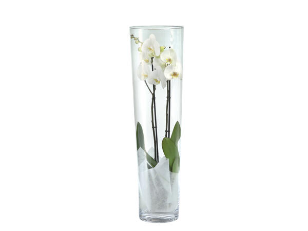Orchidée Phalaenopsis dans un vase en verre