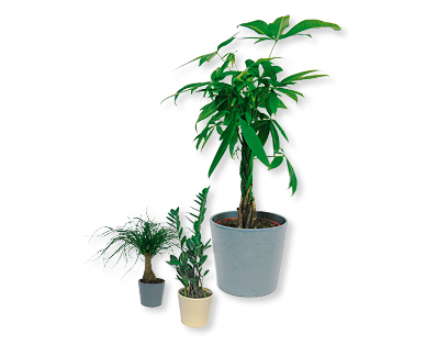 Différents palmiers d'intérieur dans un pot en céramique GARDENLINE(R)