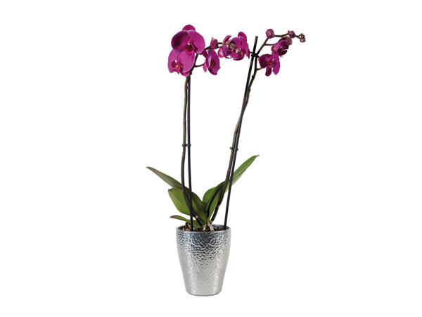 Orchidée Phalaenopsis dans un pot en céramique