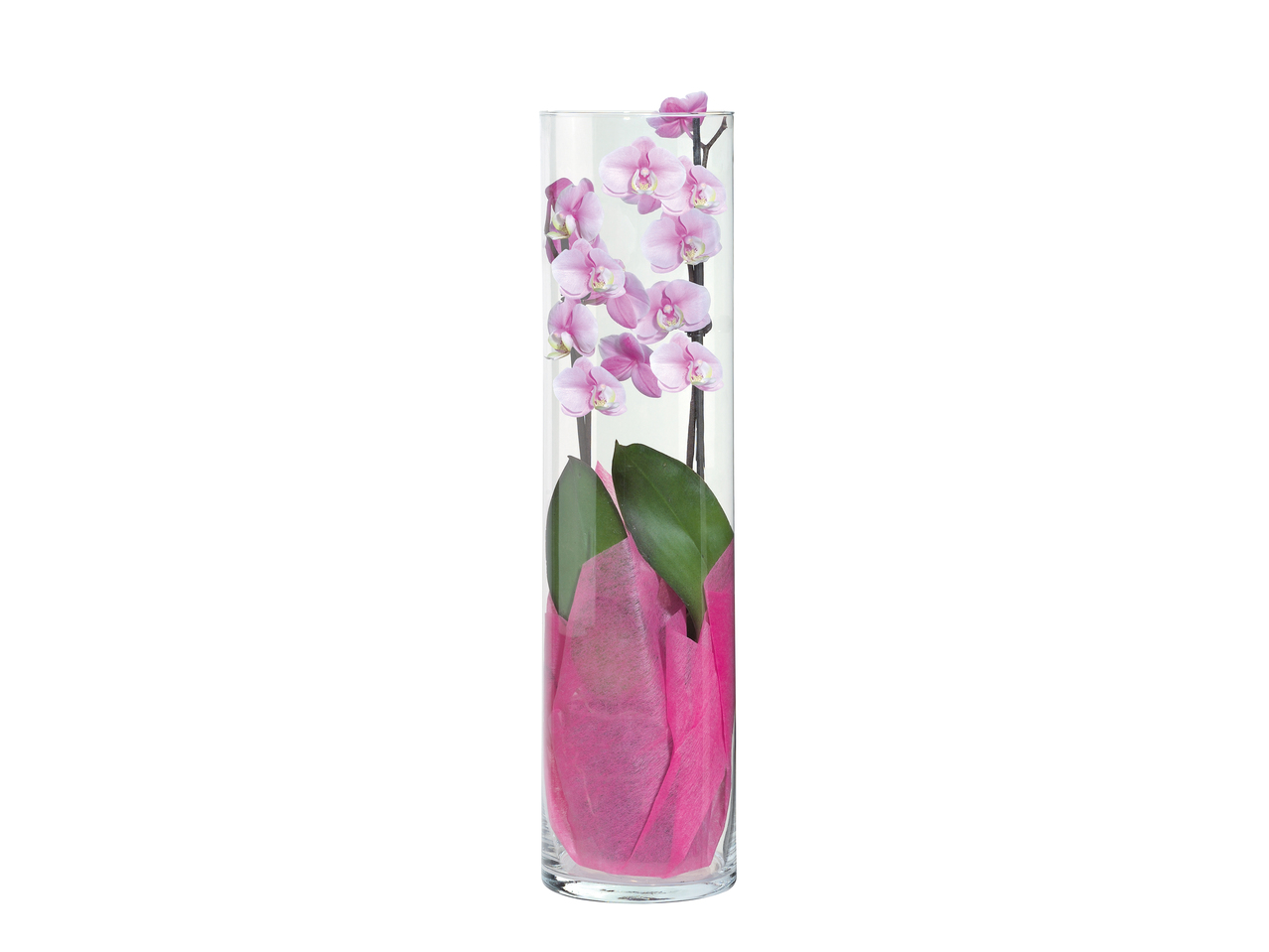 Phalaenopsis in glazen vaas