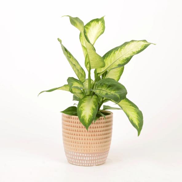 Plant in trendy pot